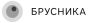 Брусника